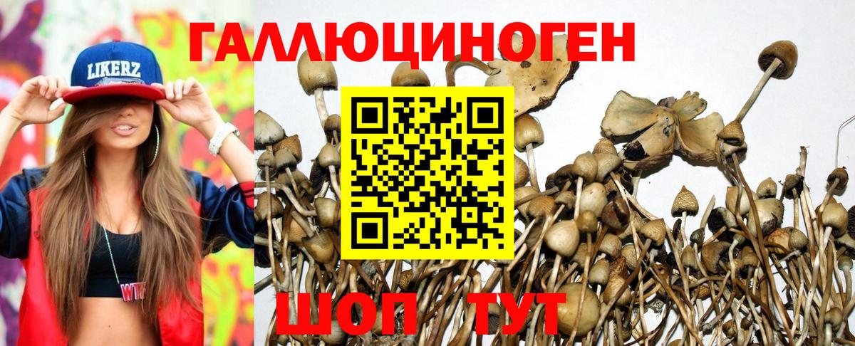 Галлюциногенные грибы Psilocybine cubensis  Псилоцибиновые грибы мицелий  Вход с VPN  Кувандык 
